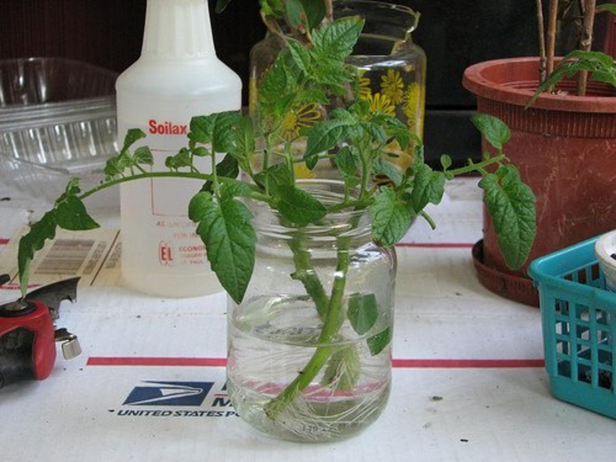 Growing Tomatoes From Stem Tip Cuttings Dengarden