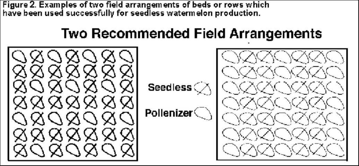 Recommended plant spacing for best pollination.