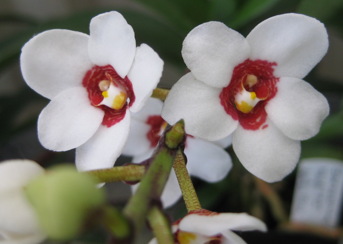 The Sarcochilus Orchid: Spectacular Flowering & Easy to Grow