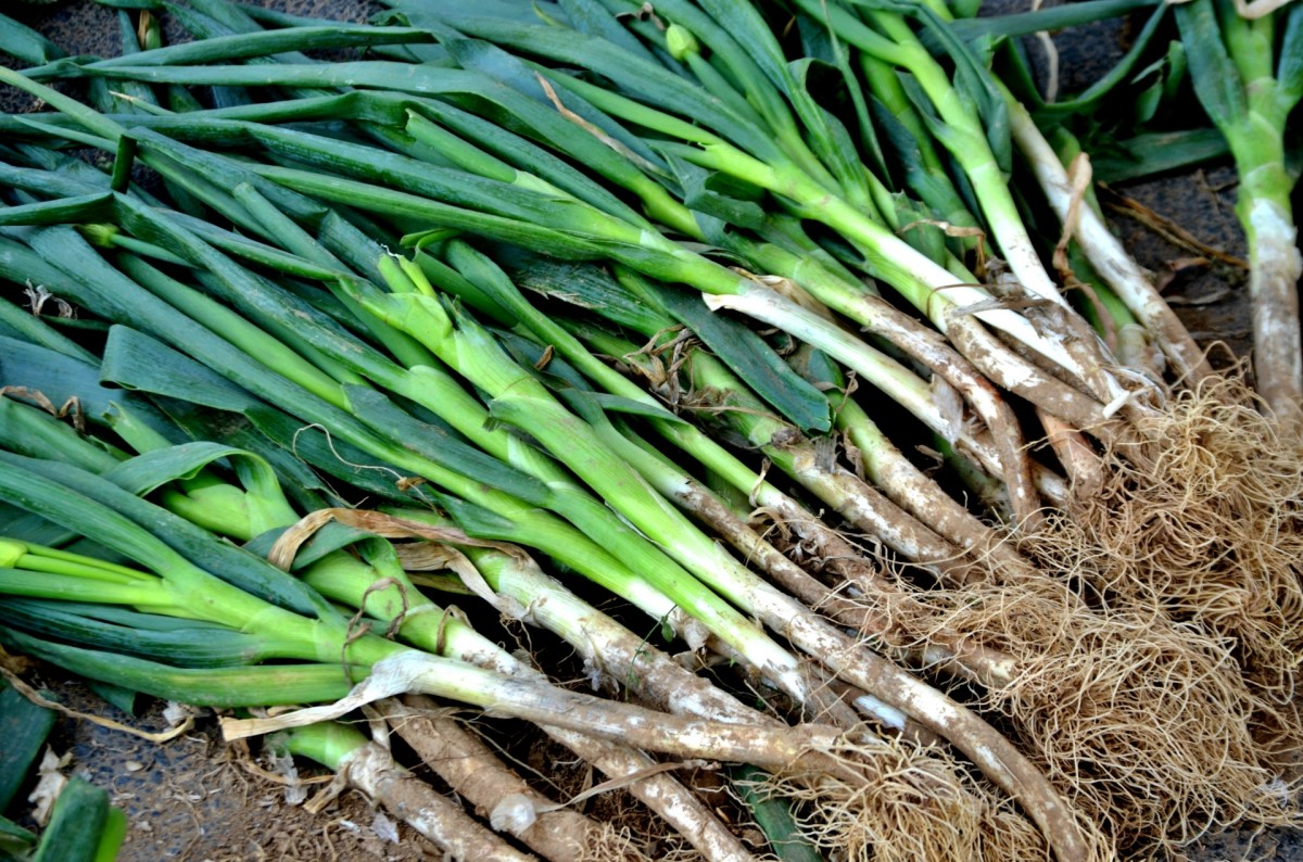 Freshly dug green onions.