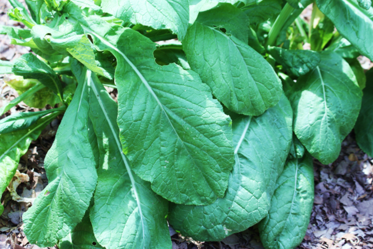 Larger spinach leaves from my garden.