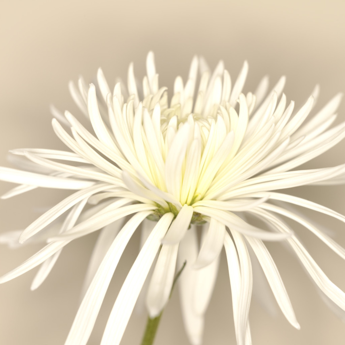 LongLasting Cut Flowers for Your Bouquets Dengarden