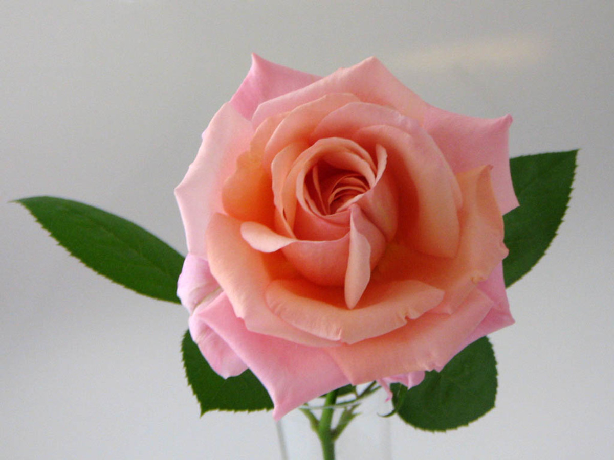 A lovely rose
