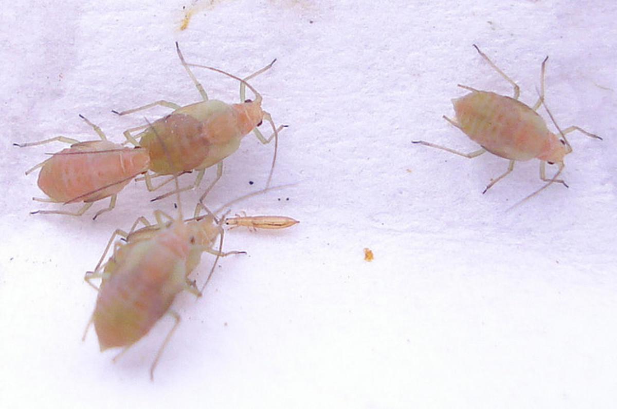 Guide to Parsley Pests Dengarden