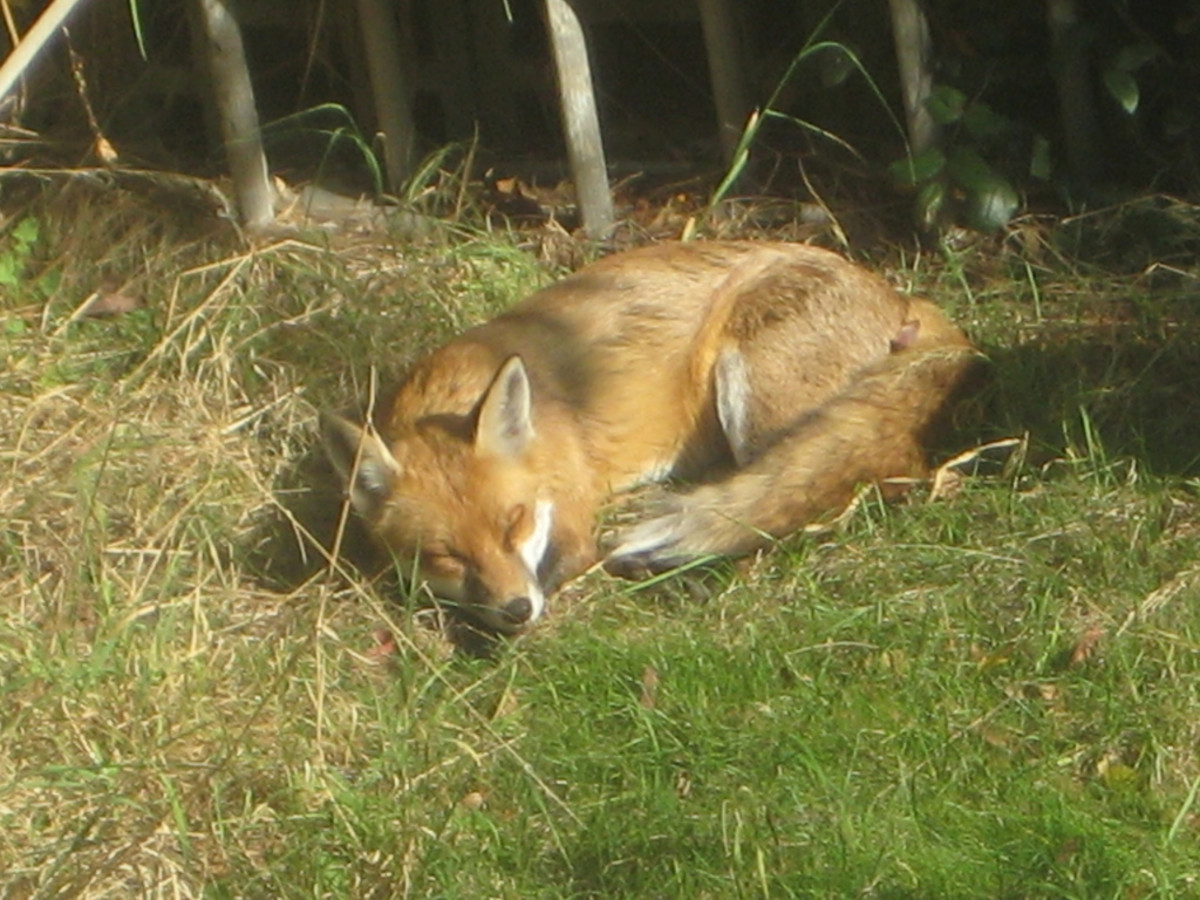 How to Keep Coyotes, Foxes, and Wolves out of Your Yard and Livestock