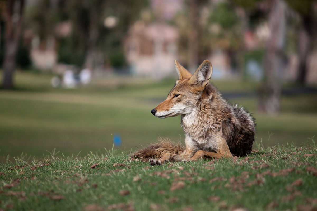 How to Keep Coyotes, Foxes, and Wolves out of Your Yard and Livestock