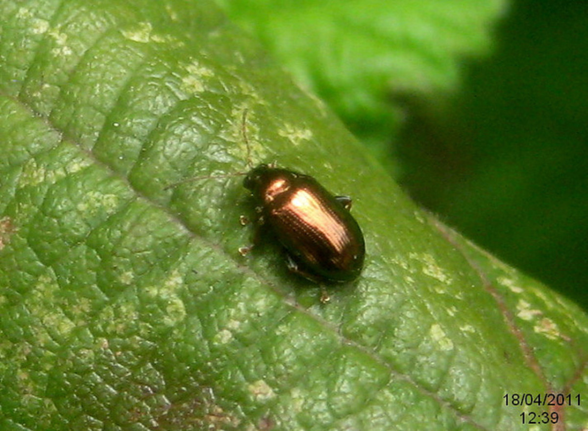 Bronze flea beetle.
