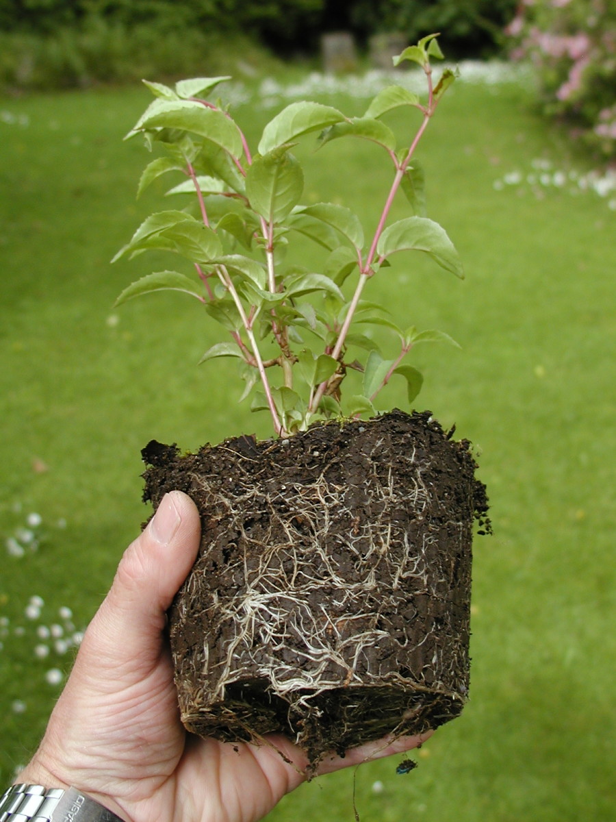 Fuchsia grown in compost.