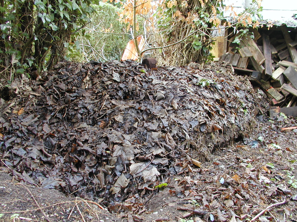 No Fancy Compost Bin, Just a Pile!
