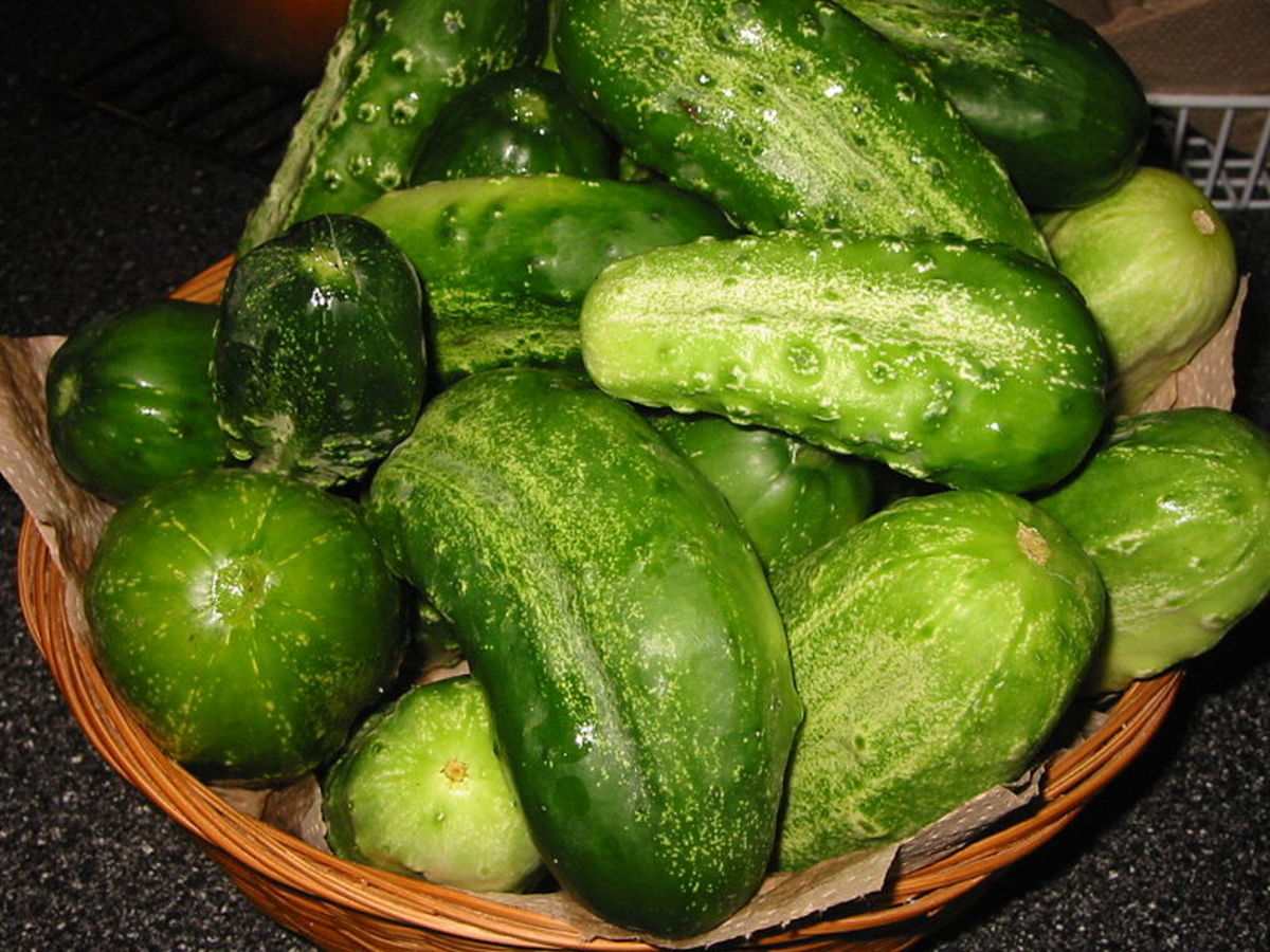 How to Grow Healthy Cucumbers (For Food and Medicinal Benefits) Dengarden