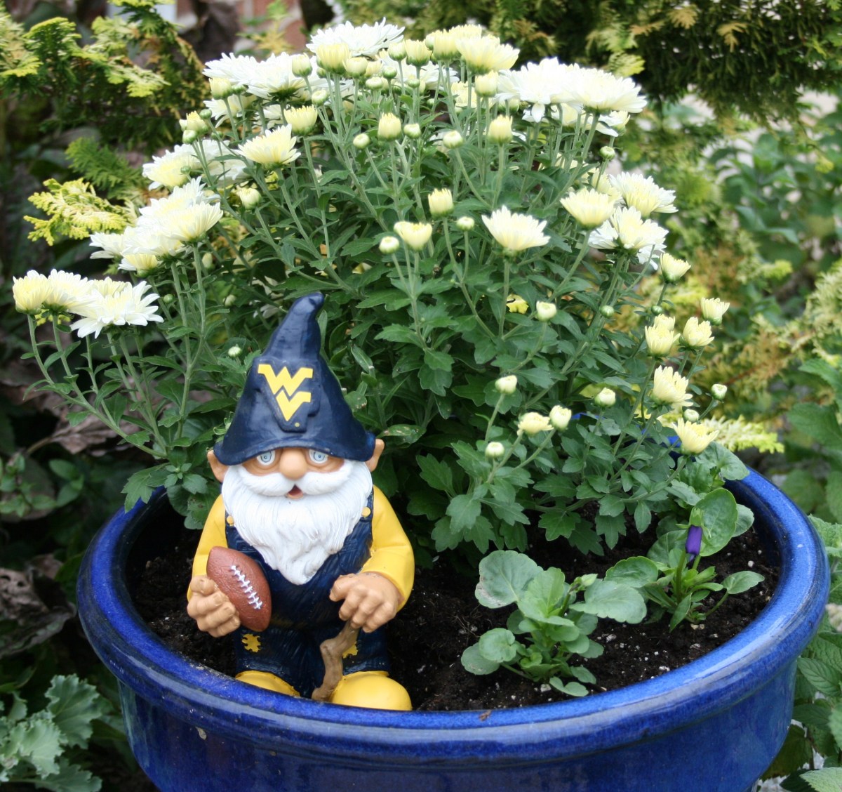 Football season is a great time to show your spirit with pots, plants & accessories in your favorite team's colors.