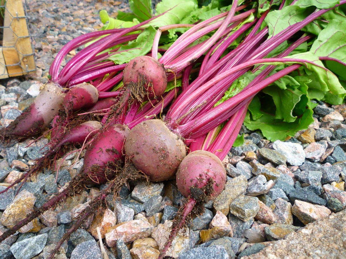 How to Grow Beets in a Container