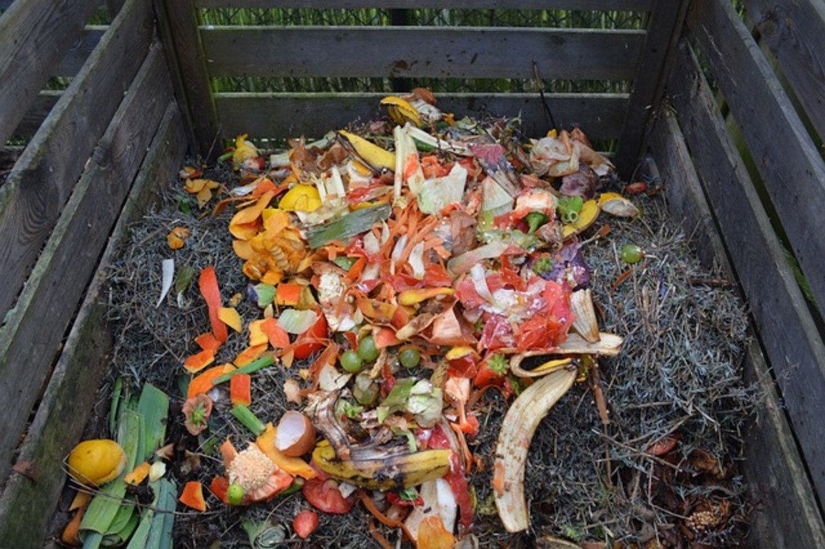 Food scraps in a compost pile.