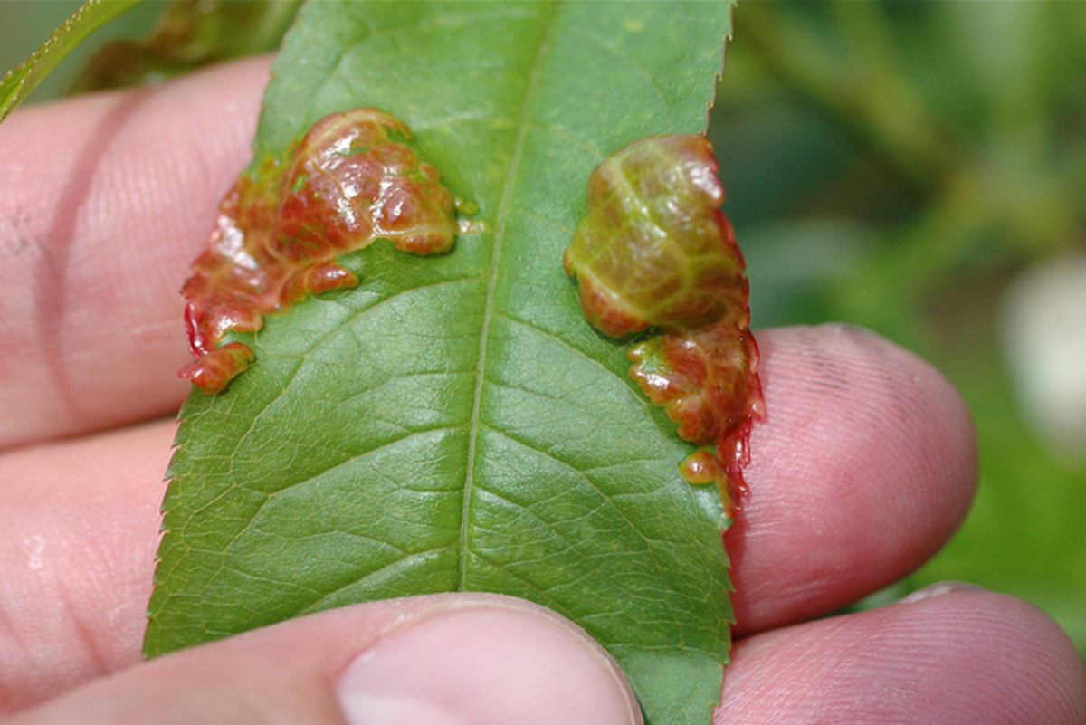 This is the beginning of a very nasty fungus on peach leaves.
