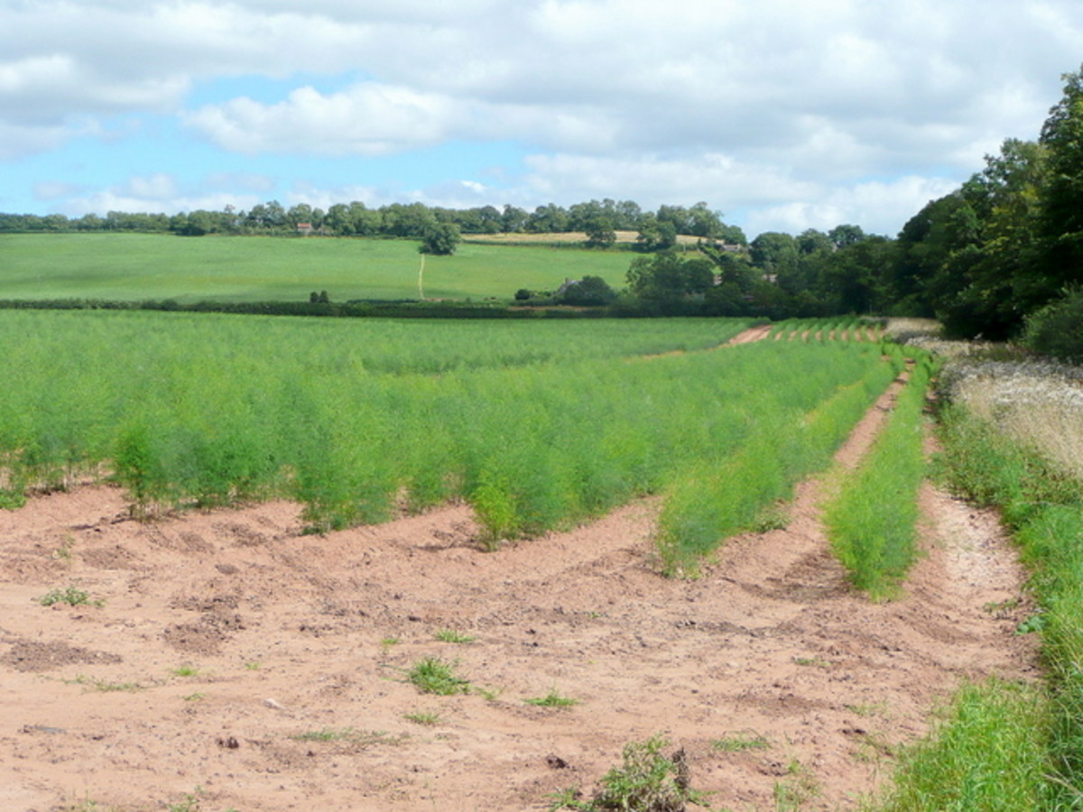 How to Grow Asparagus in Your Garden - Dengarden