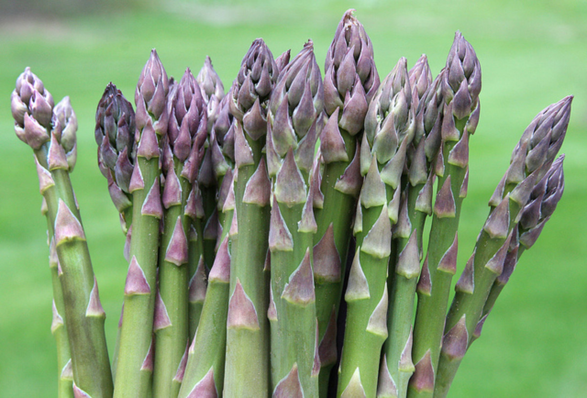 How to Grow and Harvest Asparagus in Your Garden