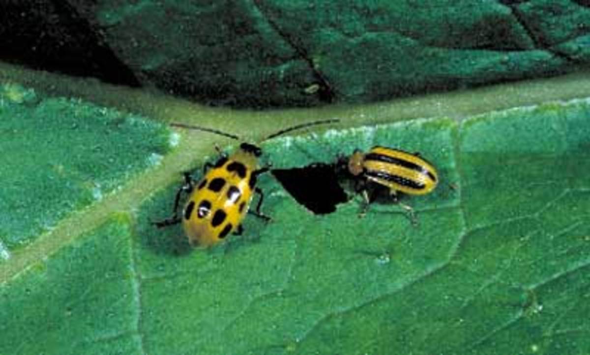 Striped and spotted cucumber beetles
