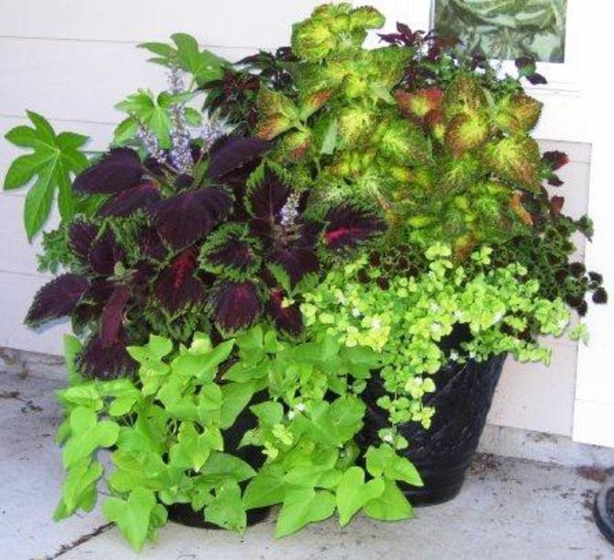 Choose soft-leaved plants for the "touch" aspect of the garden.