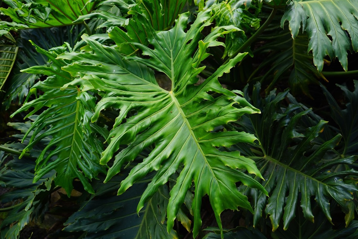 Liven up your indoors with this exotic plant that's easy to care for.
