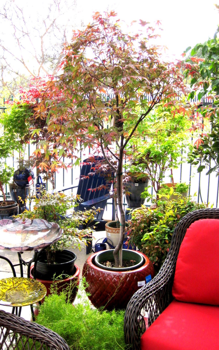 A potted Japanese maple between two chairs creates an intimate space on an open patio.