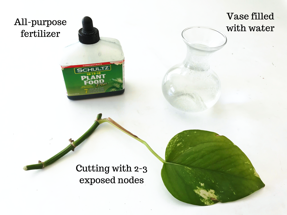 This is all you need to grow Pothos (Devil's Ivy) in water.