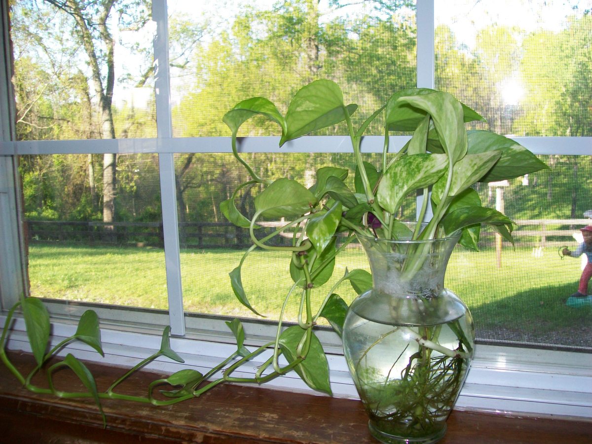Pothos (Devil's Ivy) growing in water in a glass vase