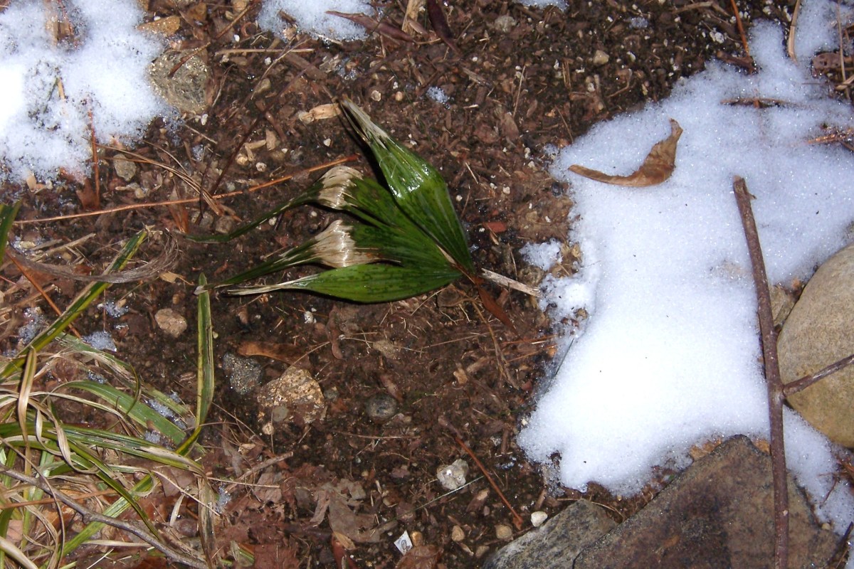 Needle palm seedling with winter damage, February 