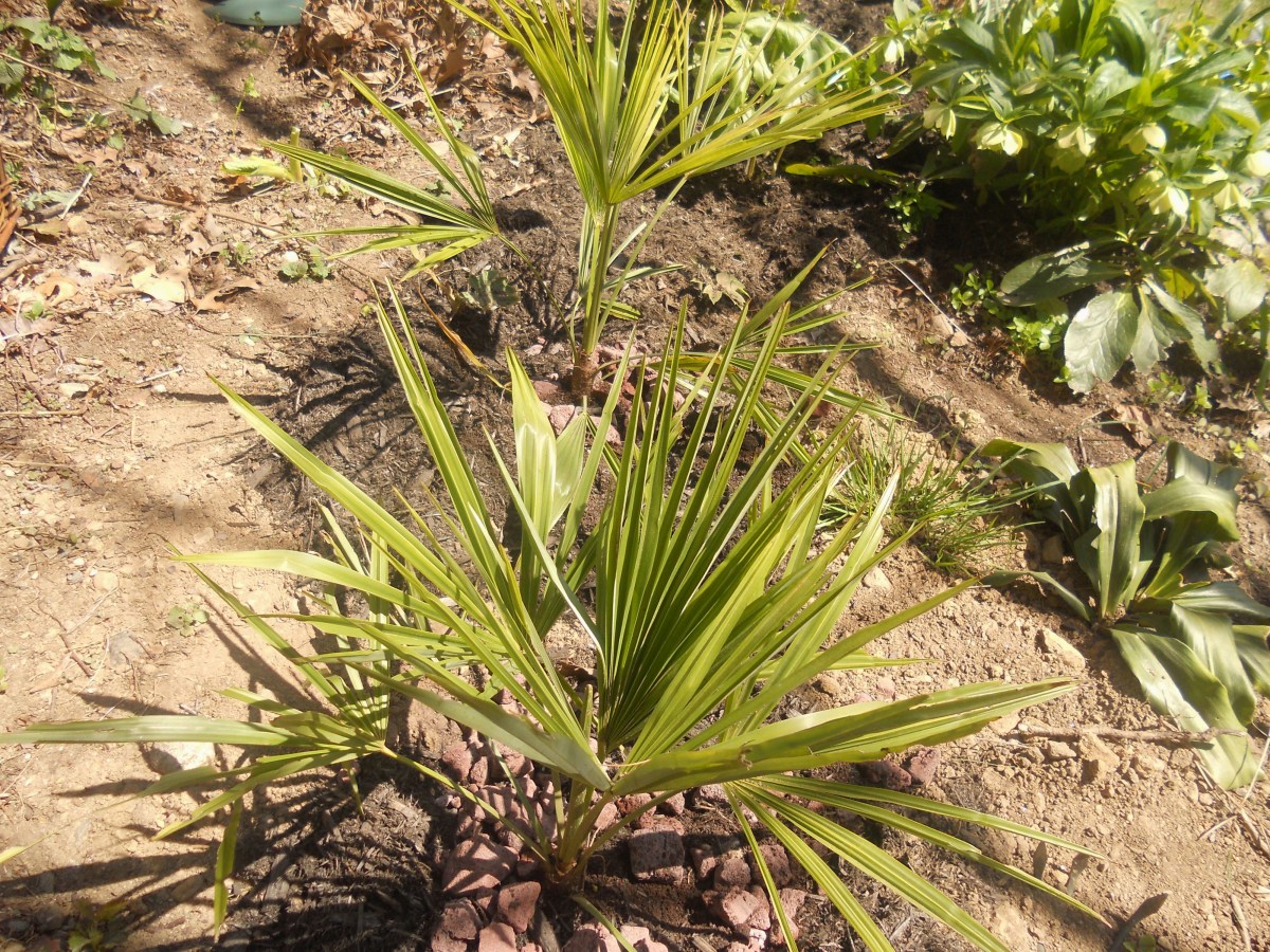 Two newly planted windmill palms. See video for winter damage and survival. 