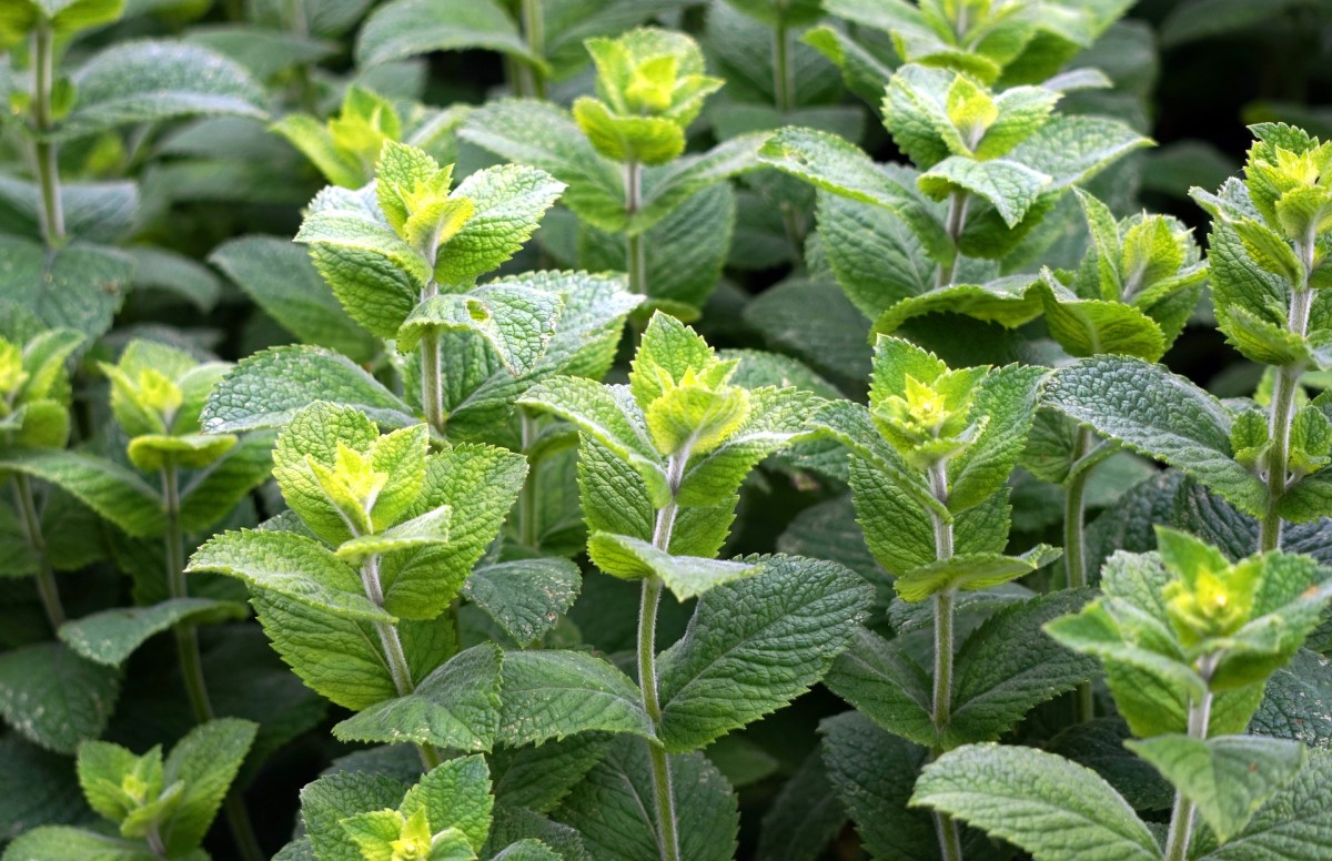 Gardeners may want to consider growing mint in containers only, as its growth and spreading capabilities are impressive!