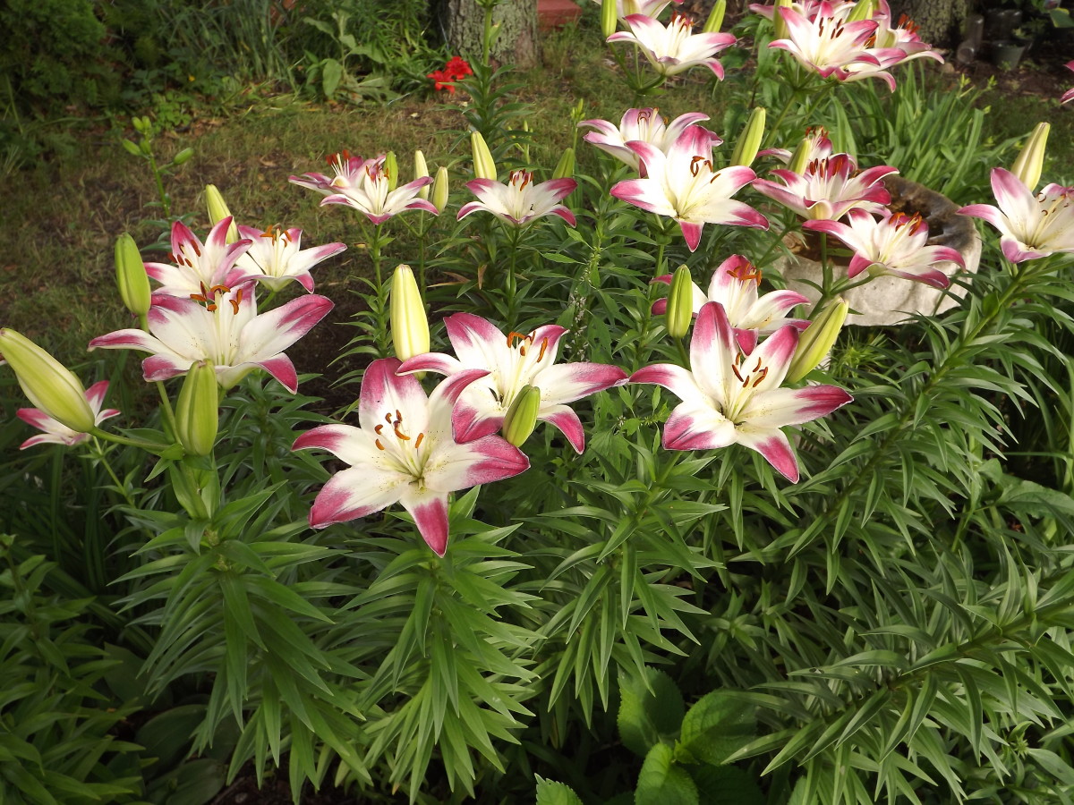 Lollipop Asiatic lilies make a nice addition for blooms in June.