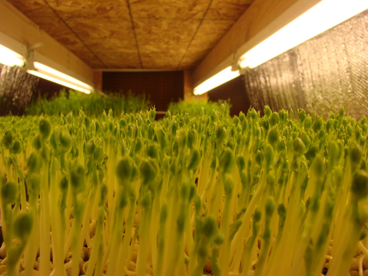 growing-and-selling-microgreens-an-example-of-a-commercial-urban-agriculture-operation