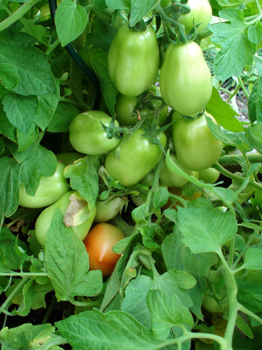 Roma tomatoes ripening in my garden.