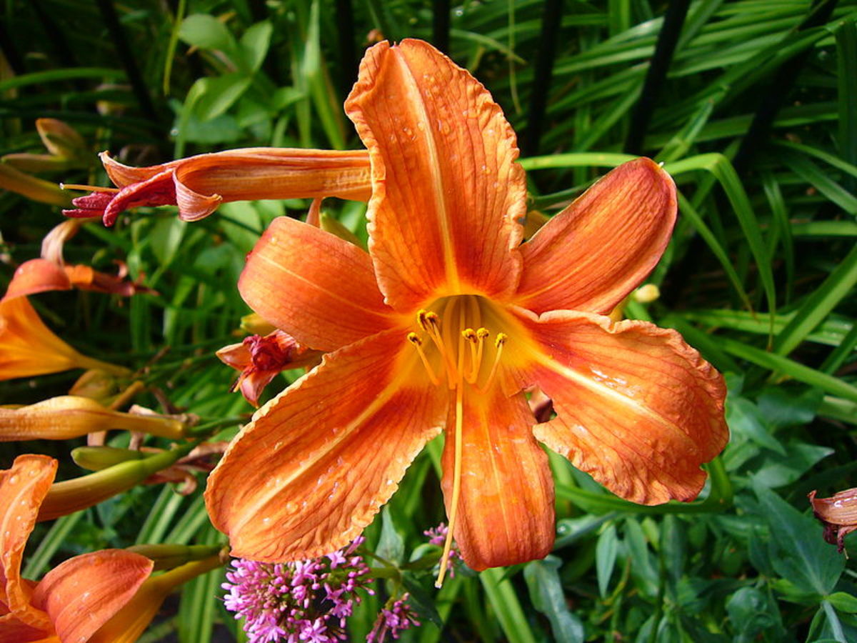 Image of Daylily plant for shade