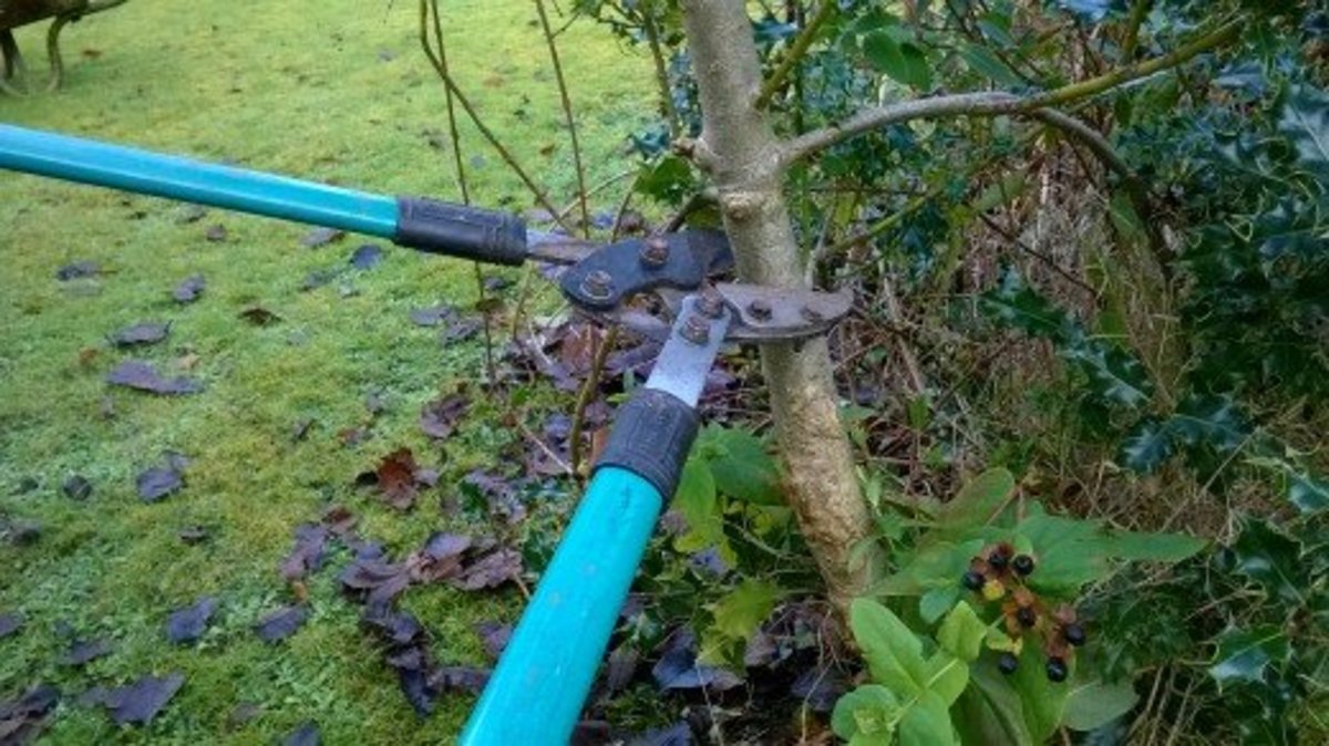 A loppers can easily cut branches 1 inch (25mm) thick