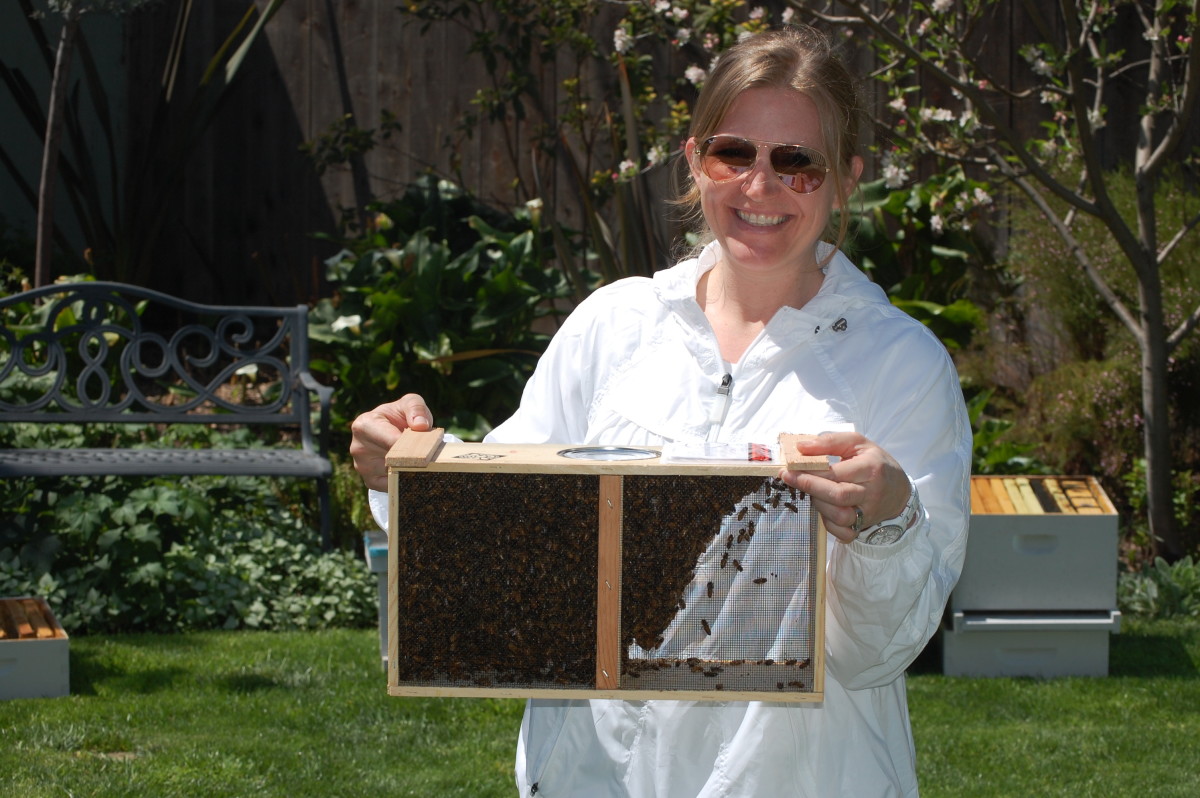 How to Install a Package of Bees in a New Hive
