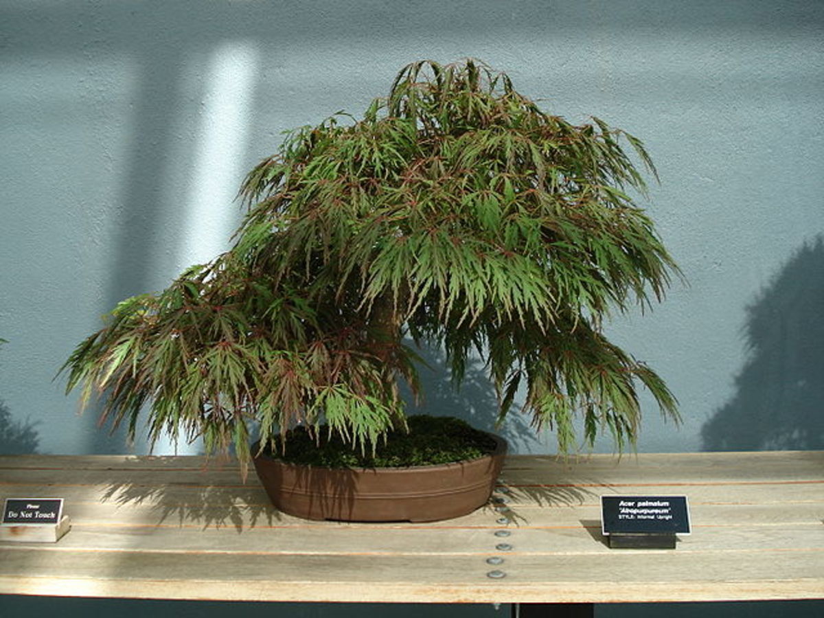 An Acer Palmatum Atropurpureum bonsai of the "Informal Upright" style at the Brooklyn Botanical Garden in New York City, NY, USA.