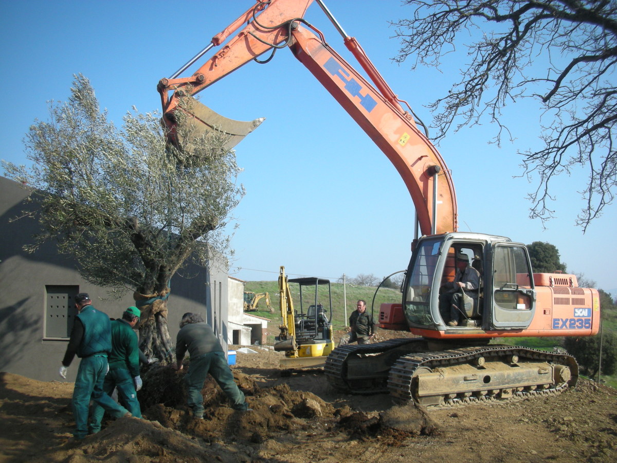 Albiatti Garden Center Team in Tuscany Planting a 100 Year Olive Tree