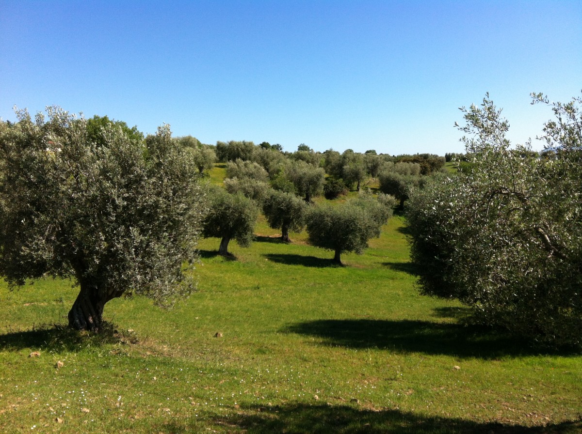 Olive Trees in a Secular Grove Planted Six Meters Apart