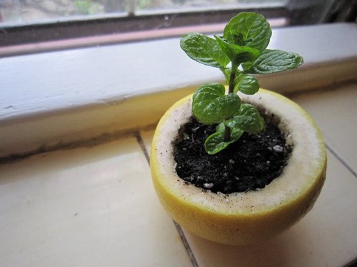 Lemon, orange, lime, and grapefruit peels can all be used as starter pots for plants.