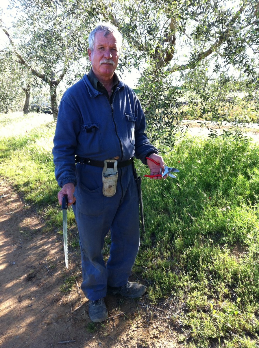 How And When To Prune An Olive Tree the Tuscan Way Dengarden