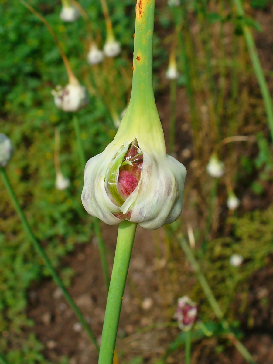 Garlic repels more than just your date, plant it in the garden to keep away the pesky pests. 