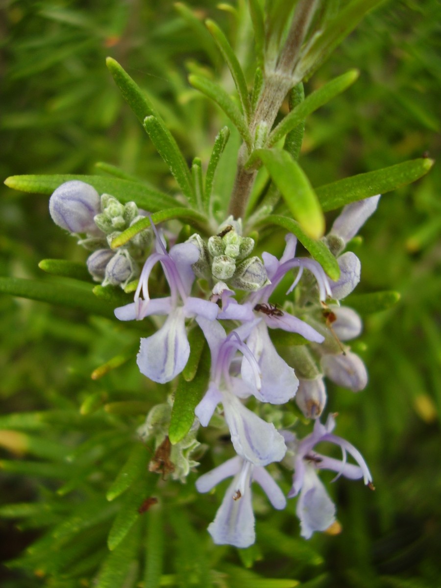 Rosemary is very pretty and good to plant around picnic areas. 