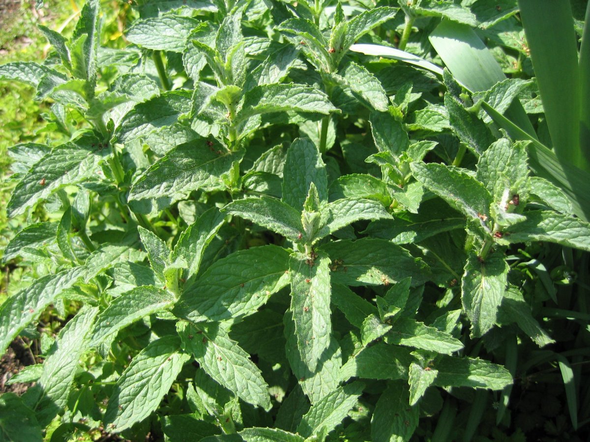 Mint should be planted inside a flower pot, because it can be very invasive otherwise. 
