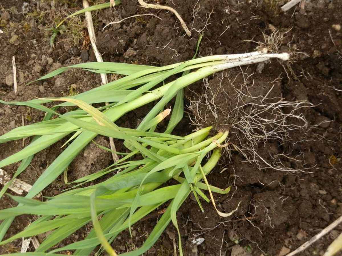 Dig up a clump of junior leeks by the roots.