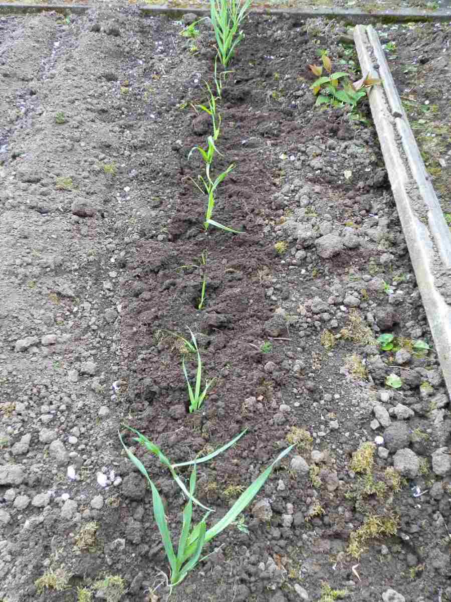 Transplant your leeks into a garden bed.