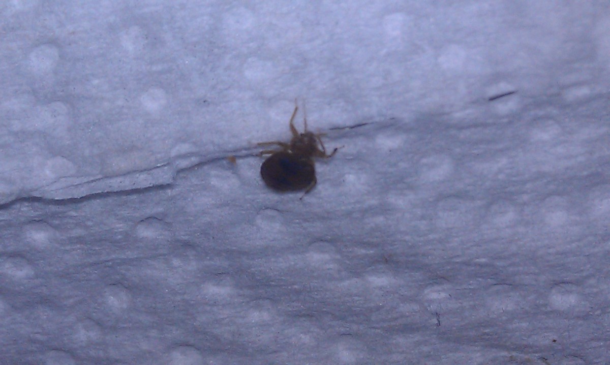 A bedbug creeping on a bed at night. Bedbugs are about the size and shape of an apple seed.