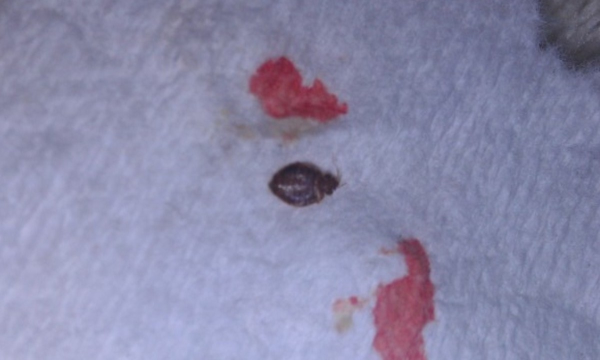 A squished bedbug. 