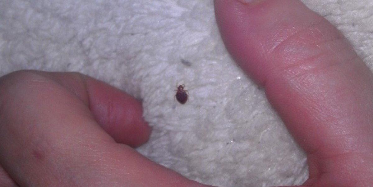 An adult bedbug. This photo gives an idea of their size.