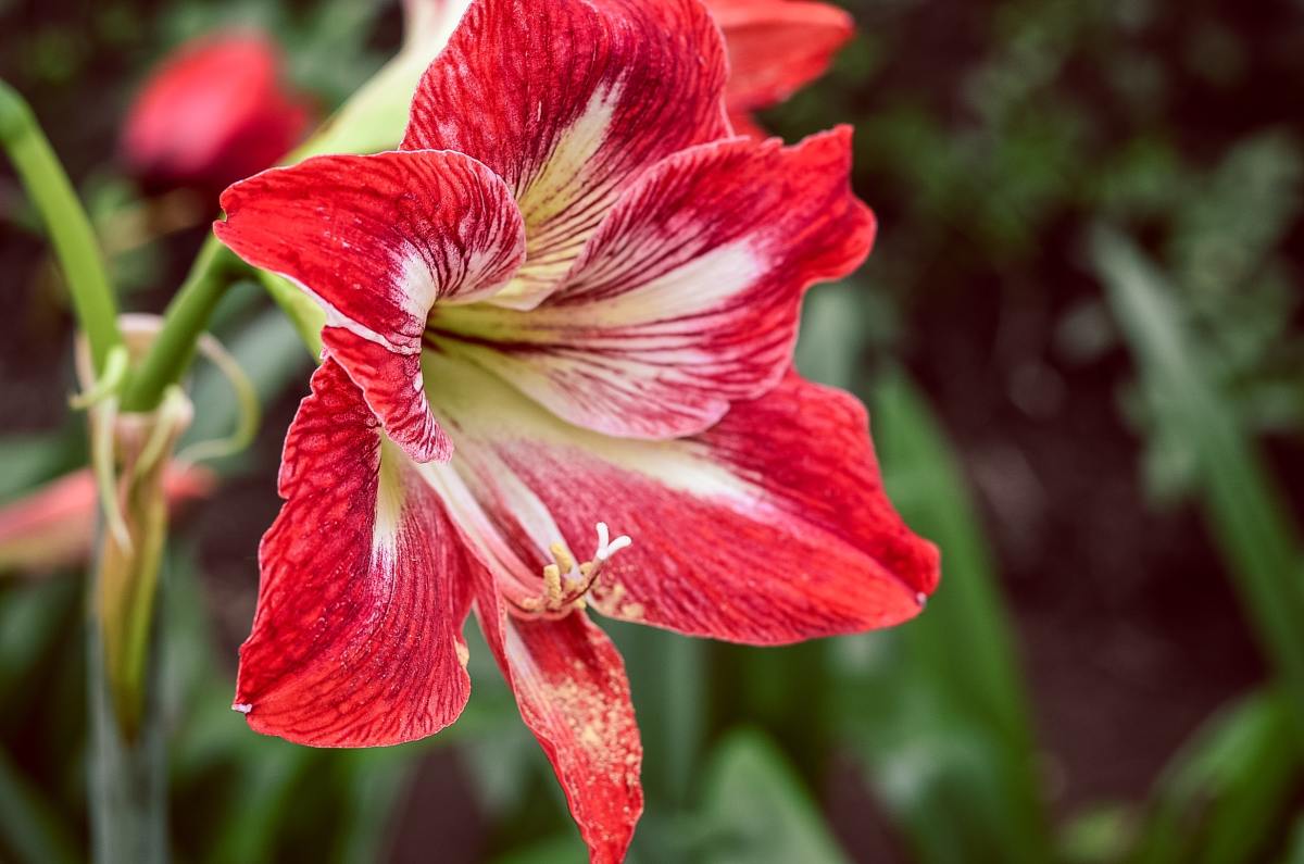 50–68 degrees Fahrenheit is the ideal temperature for amaryllis.