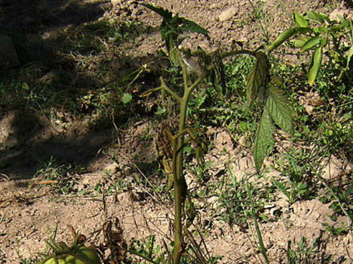 Fusarium wilt of a tomato plant. Brown or yellow leaves that wilt despite consistent watering may indicate fusarium wilt.